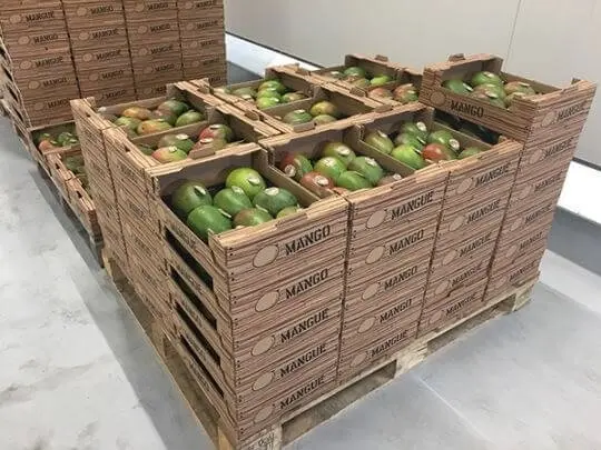 Logistiek van exotisch fruit